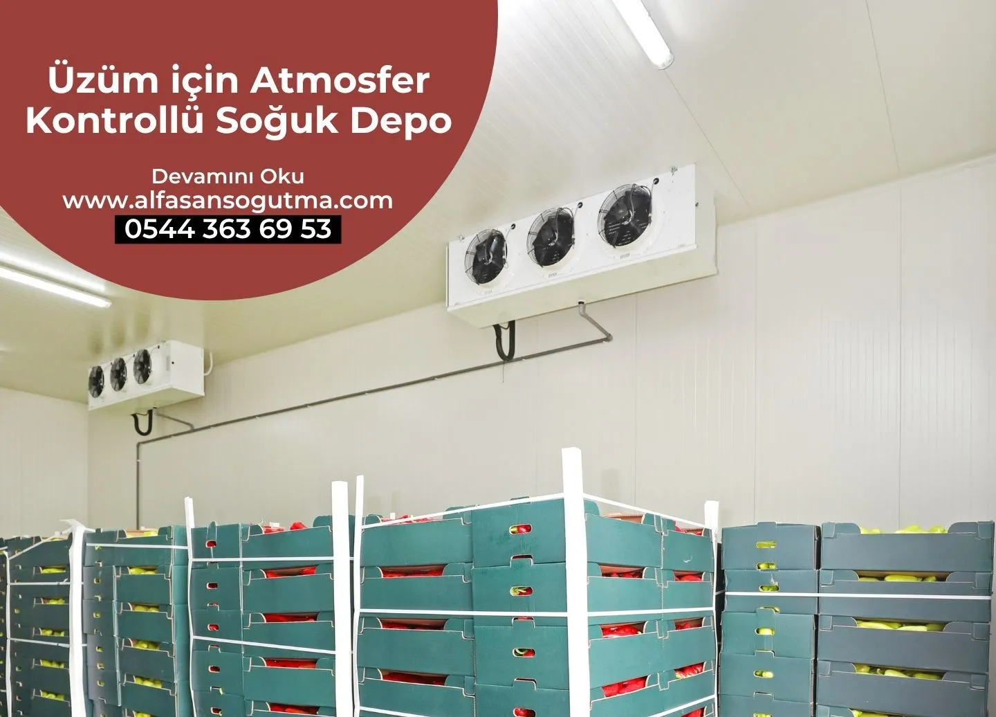 Üzüm için Atmosfer Kontrollü Soğuk Depo